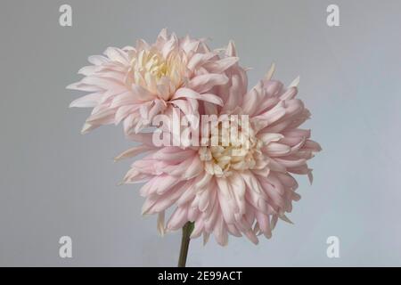 Dahlia « café au lait » Banque D'Images