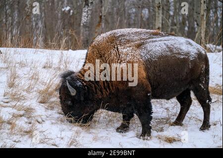 Le bison des bois, souvent appelé bison des montagnes, bison des bois ou bison des montagnes, broutant et se déplaçant en hiver dans les chutes de neige des plaines du nord, dans les Prairies Banque D'Images