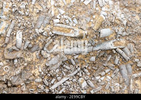 Tiges fossiles de crinoïdes dans les rochers de défense de la mer près de Culross en Écosse. Banque D'Images