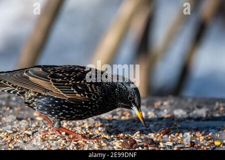 Starling européen, Starling commun, Sturnus vulgaris Banque D'Images