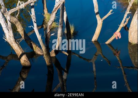 Branches abstraites de l'arbre et réflexion dans la rivière bleue Banque D'Images
