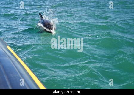 Lagenorhynchus australis, dauphins de la Peale nageant dans l'eau turquoise de l'océan atlantique sur la côte de patagonie en argentine, pourchassant un noir Banque D'Images