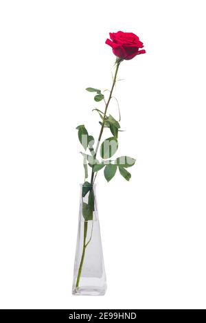 Une longue rose rouge dans un vase transparent isolé arrière-plan blanc Banque D'Images