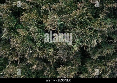 La texture piquée d'un buisson Evergreen remplit le cadre d'une grande photo au-dessus de la tête. Banque D'Images