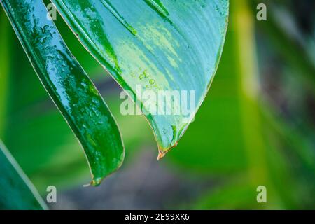 Détail de la végétation tropicale après la pluie, les gouttes s'exécutant sur les feuilles. Scène de fraîcheur et de paix dans la nature. Image avec espace de copie. Banque D'Images