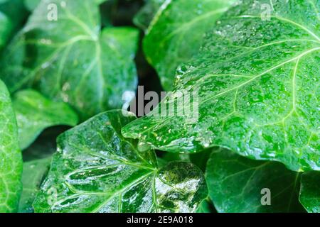 Feuilles de lierre mouillées, après la pluie. Fond vert naturel. Concepts de nature et de fraîcheur. Banque D'Images