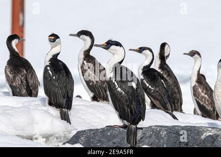 Des chags antarctiques, Leucocarbo bracfieldensis, dans le plumage reproducteur, port de Mikkelsen, Antarctique. Banque D'Images