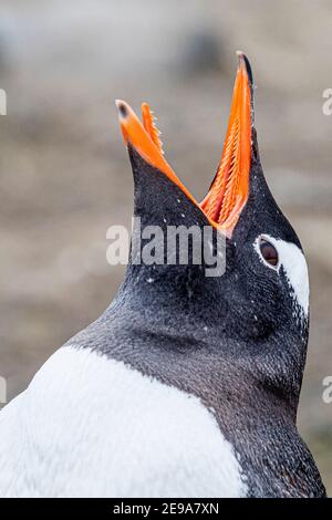 Pingouin Gentoo, Pygoscelis papouasie, dans une colonie de reproduction sur l'île de Barrientos, Antarctique. Banque D'Images