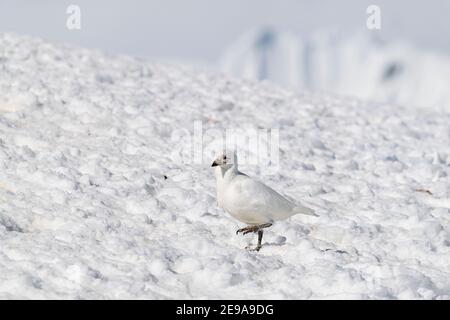 Chionis albus, un bathbill neigeux adulte, sur de la neige fraîche sur l'île de Cuverville, en Antarctique. Banque D'Images