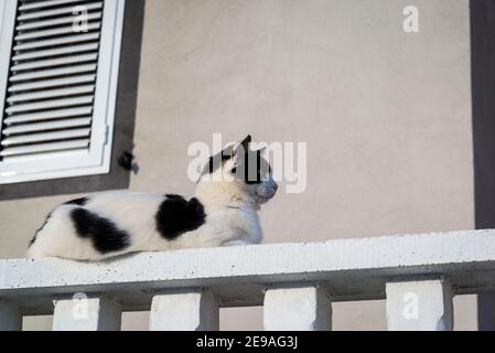 Chat noir et blanc sur balustrade blanc, île d'Iz, archipel de Zadar, Dalmatie, Croatie Banque D'Images