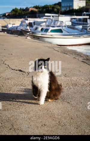 Chat noir et blanc, île d'Iz, archipel de Zadar, Dalmatie, Croatie Banque D'Images