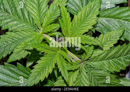 Détail d'une plante de cannabis de Domina noire dans la croissance phase Banque D'Images