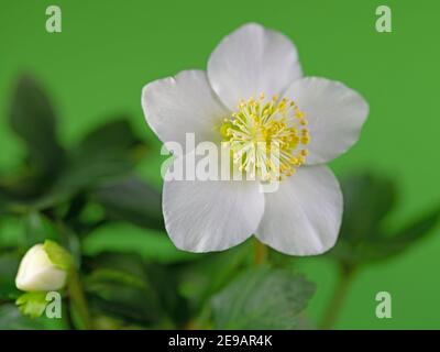 Helleborus niger, chellebore noir en fleurs, sur fond vert Banque D'Images