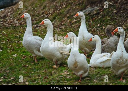 Un groupe de canards blancs et d'oies avec des béks d'orange ont domestiqué des oiseaux pour la viande et les plumes. Banque D'Images