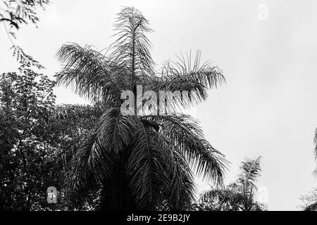 Prise de vue en niveaux de gris d'un palmier tropical sur fond de ciel Banque D'Images