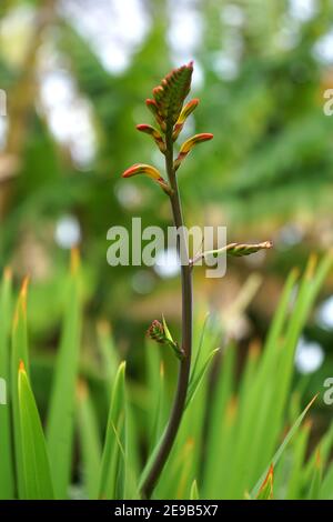 Ce drapeau africain ou Cobra Lily (Chasmanthe floribunda) apporte une tache lumineuse de rouge à n'importe quel jardin, en particulier dans l'intérêt d'attirer le colibris Banque D'Images