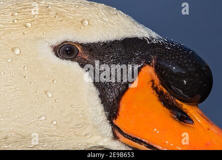 Mute Swan (Cygnus olor) portrait de la tête avec bec et bosse, Bade-Wurtemberg; Allemagne Banque D'Images