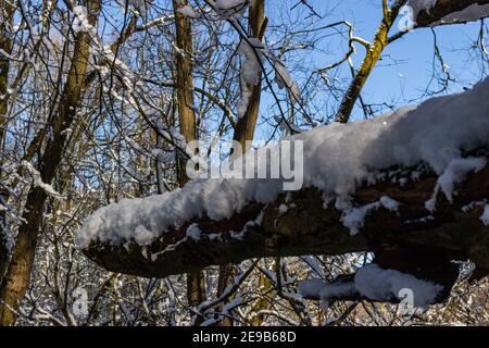 Hiver dans Watermead Park à Leicester, belle neige fraîche et jour ensoleillé. Ciel bleu fantastique. Banque D'Images