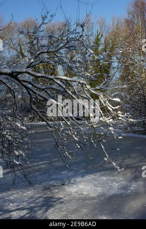 Hiver dans Watermead Park à Leicester, belle neige fraîche et jour ensoleillé. Ciel bleu fantastique. Banque D'Images