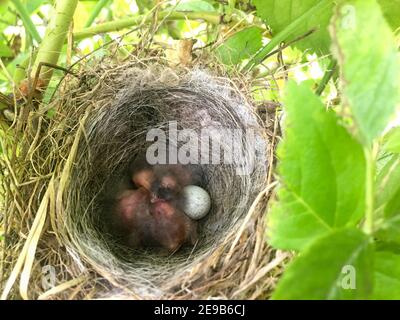 Nichent dans la nature, les oiseaux nouveau-nés dans la nature Banque D'Images