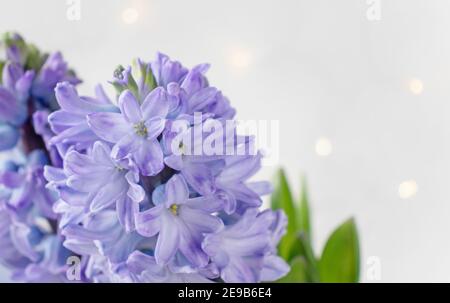 Jacinthe fleurs violettes sur le fond flou de lumières. Carte de vœux de printemps. Banque D'Images