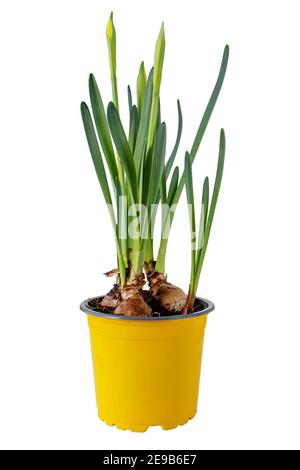 La jonquille ou les narcisses fleurissent dans le pot jaune. Plante bulbeuse à ressort isolée sur blanc. Banque D'Images