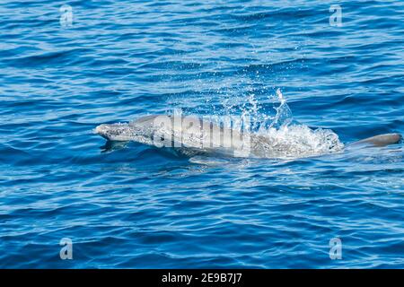 Sympathique pod de dauphins communs à la surface d'un océan tropical. Banque D'Images