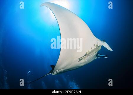 Grand Manta Ray océanique (Manta birostris) avec fond DE BULLES DE plongée dans un bleu, océan tropical (mer d'Andaman).