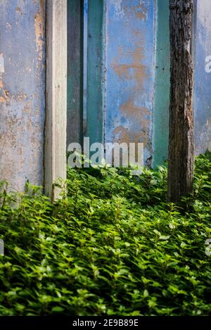 Maison en ruine et abandonnée, Mali Iz, île d'Iz, archipel de Zadar, Dalmatie, Croatie Banque D'Images