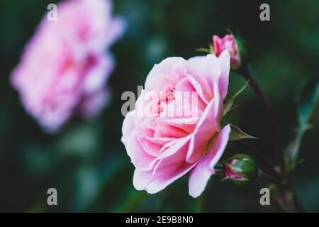 Rose rose élégante avec des bourgeons dans le jardin du soir - Pirouette rose par Olesen Banque D'Images