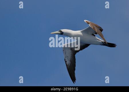 Booby masqué (Sula dactylatra) volant près des îles Shortland, Solomons 18 janvier 2017 Banque D'Images