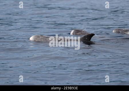 Dauphins de Risso (Grampus griseus), flânerie à la surface de la mer, près de la Nouvelle-Irlande, Papouasie-Nouvelle-Guinée 21 janvier 2017 Banque D'Images