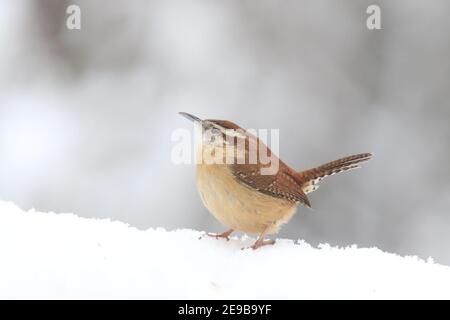 Wren de Caroline Thryothous ludovicianus perching dans une tempête de neige d'hiver Banque D'Images