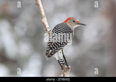 Un pic à ventre rouge Melanerpes carolinus perçant sur une branche dans une tempête de neige d'hiver Banque D'Images