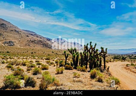 Route de terre menant à travers le désert chaud et sec sous un ciel bleu avec des nuages blancs. Banque D'Images