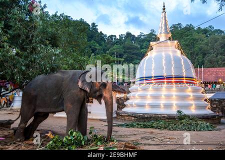 Un éléphant cérémonial debout devant un stupa bouddhiste dans le Temple du complexe de la relique de la dent sacrée à Kandy au Sri Lanka. Banque D'Images