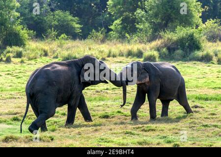 Deux éléphants jouent sur des prairies adjacentes au réservoir dans le parc national de Méneriya près de Habarana, dans le centre du Sri Lanka. Banque D'Images