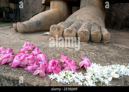 Fleurs placées aux pieds de la statue de Bouddha Aukana située à Aukana Raja Maha Viharaya au Sri Lanka. Banque D'Images