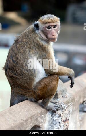 Un Toque macaques (nom scientifique Macaca sinica) assis sur un mur à Koneswaram Kovil à Trincomalee sur la côte est du Sri Lanka. Banque D'Images