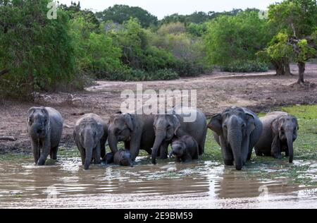 Un troupeau d'éléphants et de veaux sauvages boivent dans un trou d'eau à l'intérieur du parc national de Yala près de Tissamaharama dans le sud du Sri Lanka en fin d'après-midi. Banque D'Images