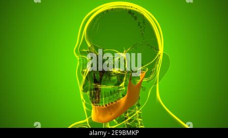 Squelette humain crâne mandibule OS Anatomie pour le concept médical Illustration 3D Banque D'Images