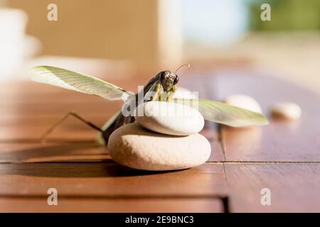 Mantis de prière avec des ailes striées sur des pierres blanches Table en bois aux couleurs pastel en Espagne Banque D'Images