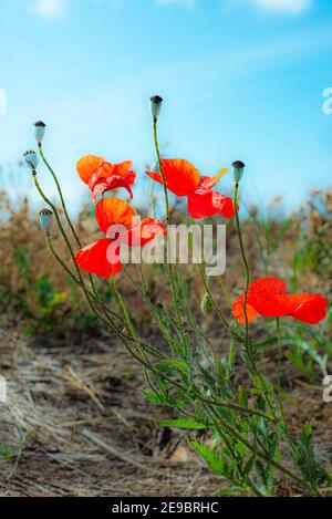 Les coquelicots avec bourgeons et capsules de pavot poussent dans la prairie contre le ciel bleu. Banque D'Images