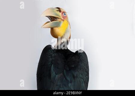 Gros plan sur un oiseau de charme en forme de couronne (Aceros undulatus) sur fond blanc Banque D'Images