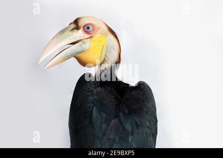 Gros plan sur un oiseau de charme en forme de couronne (Aceros undulatus) sur fond blanc Banque D'Images