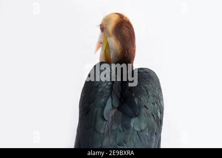 Gros plan sur un oiseau de charme en forme de couronne (Aceros undulatus) sur fond blanc Banque D'Images