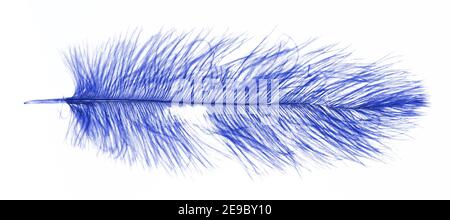 Plume d'autruche bleue isolée sur fond blanc Banque D'Images