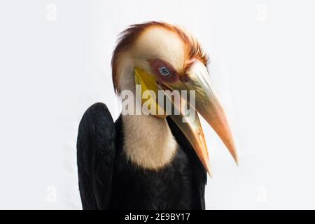 Gros plan sur un oiseau de charme en forme de couronne (Aceros undulatus) sur fond blanc Banque D'Images