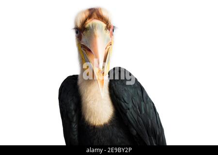 Gros plan sur un oiseau de charme en forme de couronne (Aceros undulatus) sur fond blanc Banque D'Images