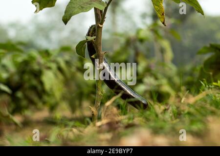 Brinjal ou commencé ou aubergine, aubergine ou brinjal est une espèce végétale de la famille des Solanaceae Banque D'Images